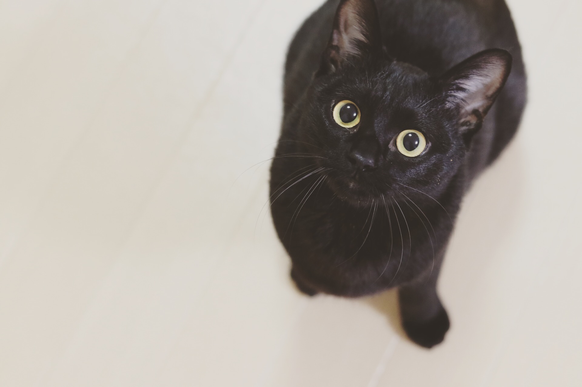 インスタ映えしない 黒猫がわが家に来てくれた意味 写真家tomoさん 猫の本専門出版 ねこねっこ Neco Necco